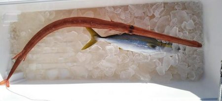 康仁丸・ジギング釣り果